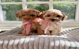 Cavapoo dogs for sale: F1b health tested cavapoo - Image 12