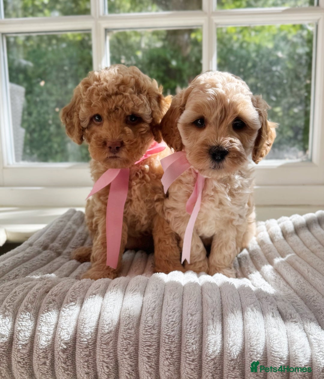 Cavapoo dogs for sale: F1b health tested cavapoo - Image 12
