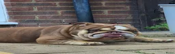 English Bulldog dogs for sale: Beautiful full english bulldog pup - Advert 7