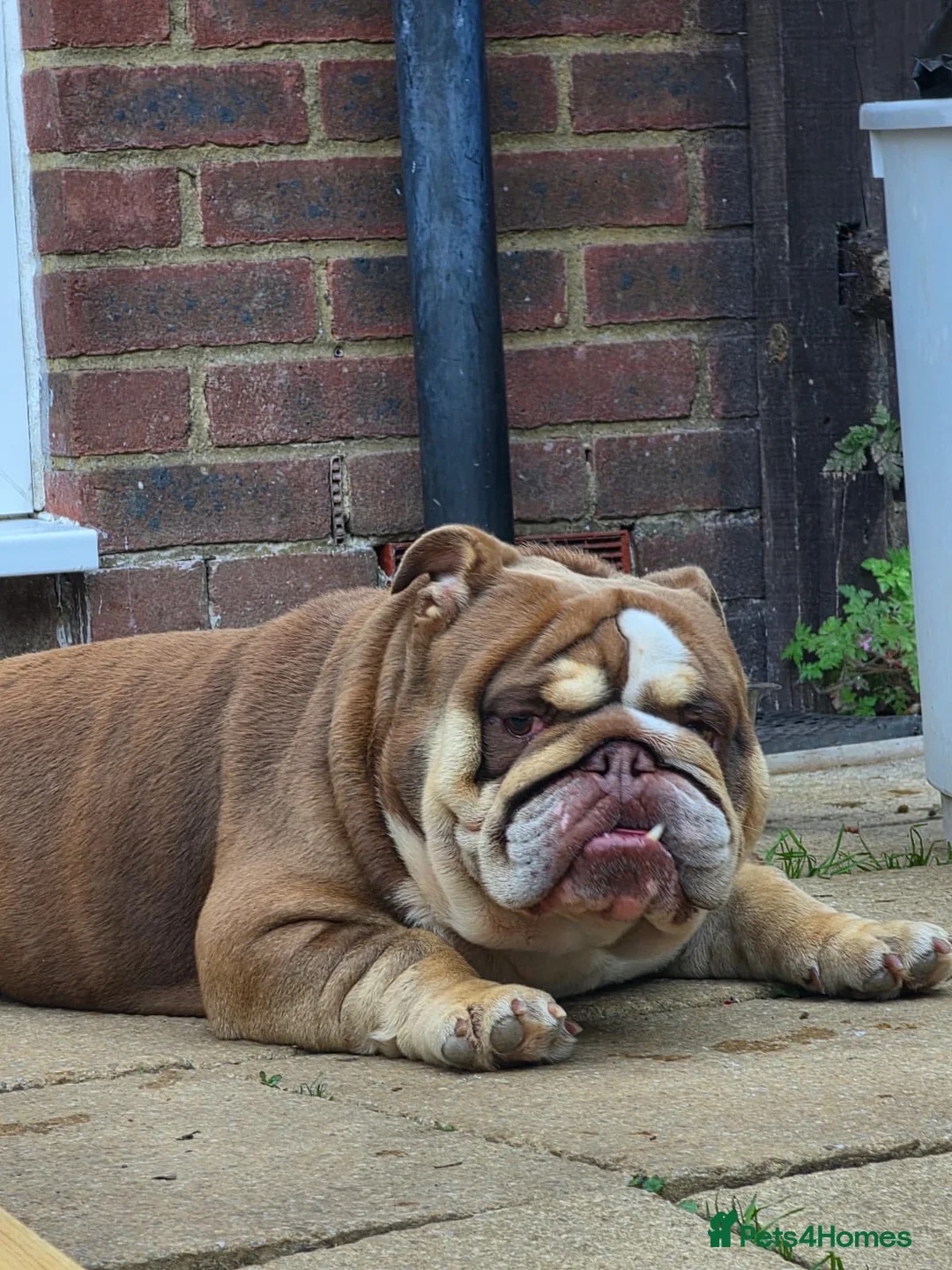 English Bulldog dogs for sale: Beautiful full english bulldog pup - Advert 7