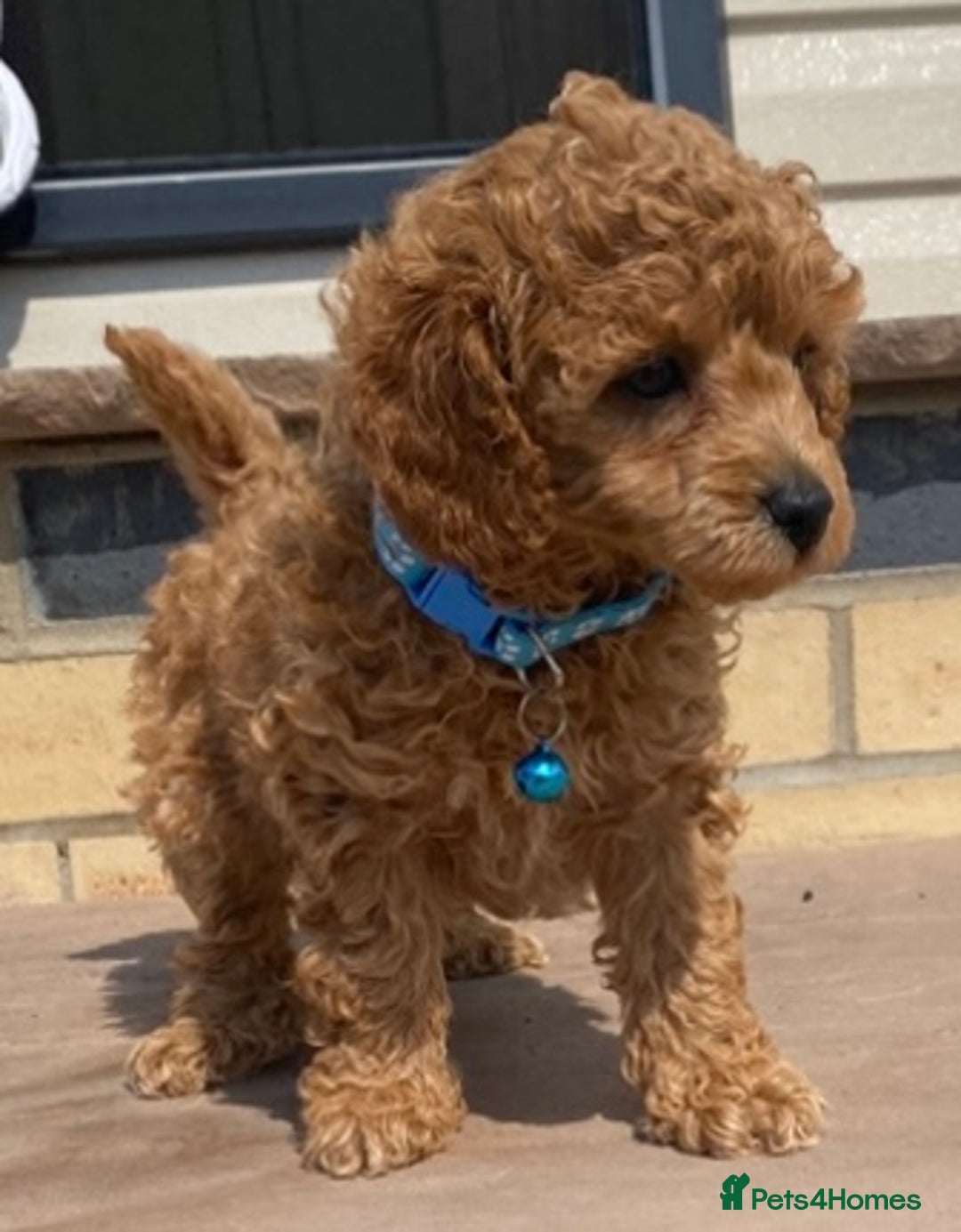 Toy Poodle dogs for sale: 🐶❤️ KC Registered Red Toy Poodle Puppies ❤️🐶 - Image 6