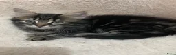 Mixed Breed cats for sale: Kittens  in Harrow - Advert 4