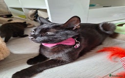 British Shorthair cats for sale: x2 black kittens - Image 11