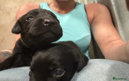 Labrador Retriever dogs for sale: Kc reg .Black:yellow/golden Labpups. Ready 21 Aug - Image 1