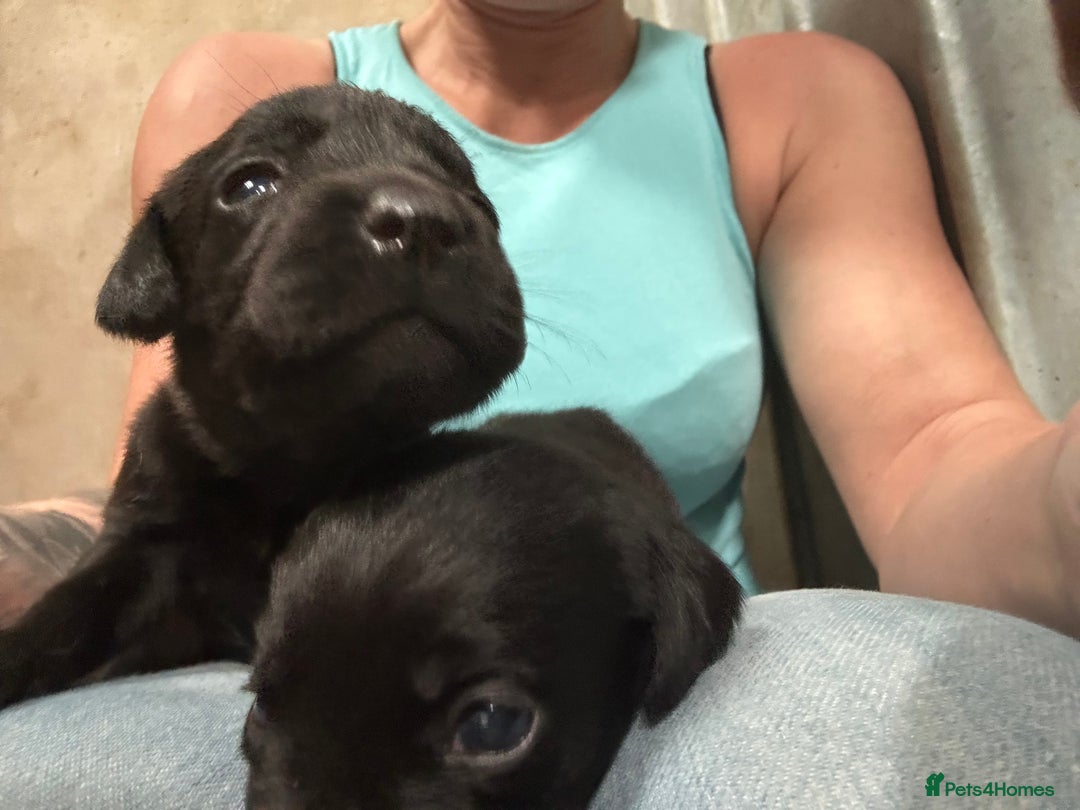 Labrador Retriever dogs for sale: Kc reg .Black:yellow/golden Labpups. Ready 21 Aug - Image 1