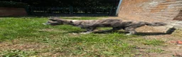 Japanese Akita Inu dogs for sale: Beautiful RKC akita puppies full pedigree  - Advert 19