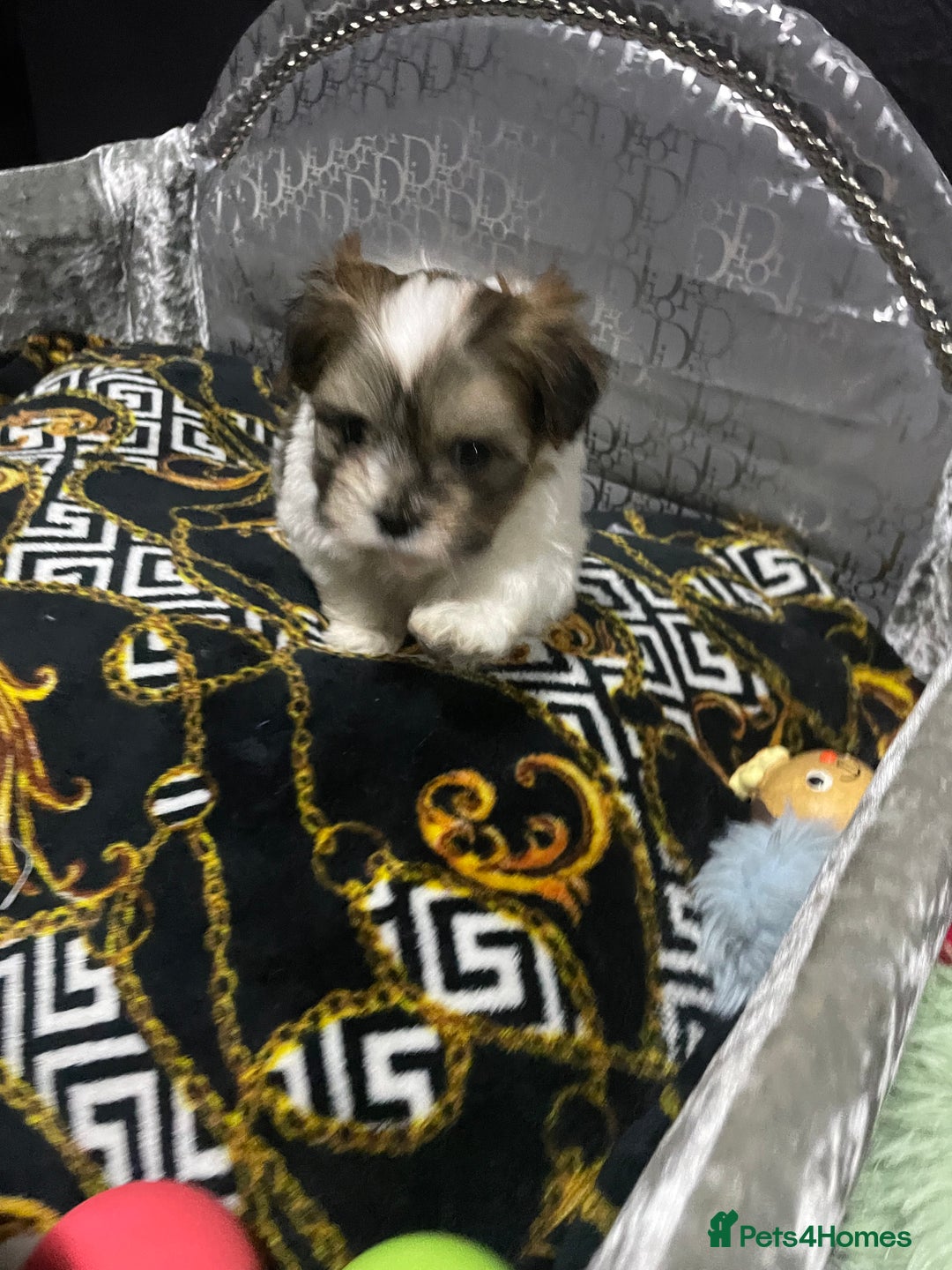 Shih Tzu dogs for sale: Beautiful  **  tiny Shihtzu male  - Advert 5