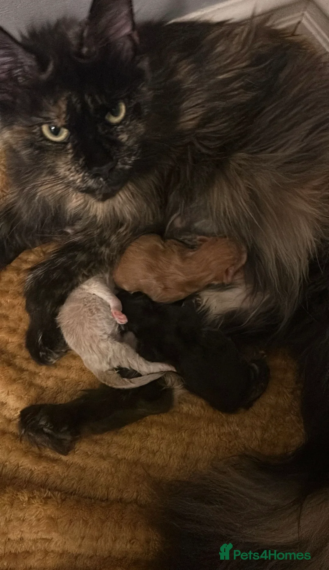 Maine Coon cats for stud: Proven Red tabby Maine coon stud - Advert 20