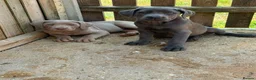Cane Corso dogs for sale: Cane corso pups  in Dereham - Advert 7