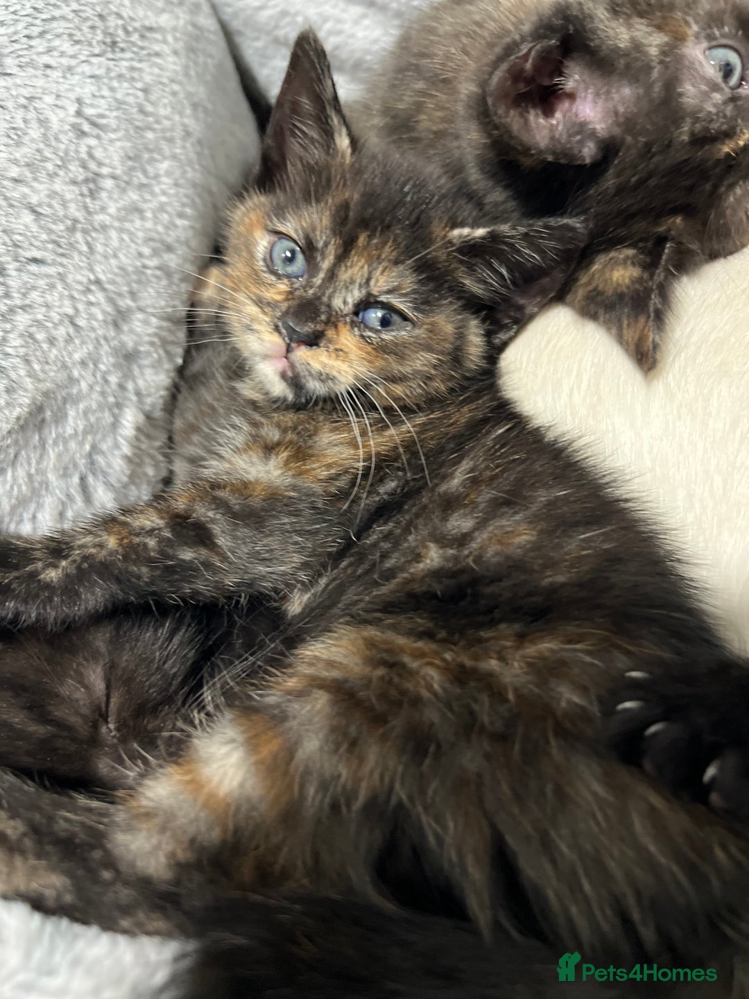 Ragdoll cats for sale: URGENT Ragdoll kittens x1 LAST ONE! 🫶🏽 - Advert 5