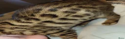Bengal cats for sale: Female Bengal - Advert 1