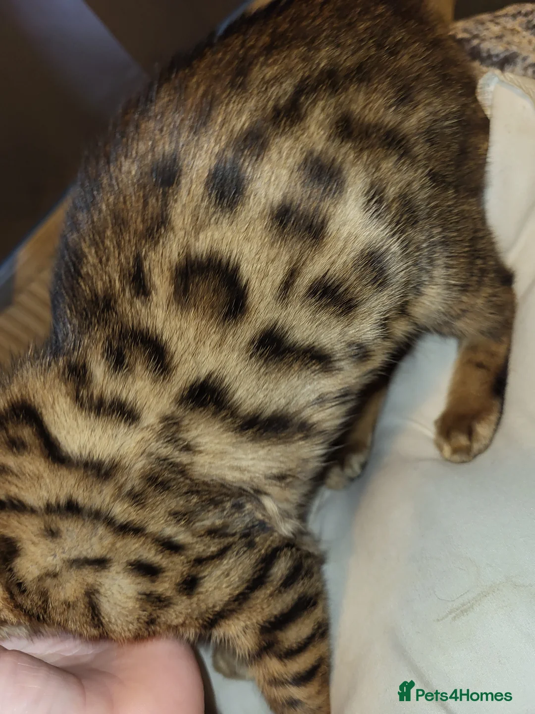 Bengal cats for sale: Female Bengal - Advert 1