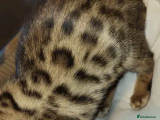 Bengal cats Female Bengal - Advert 4