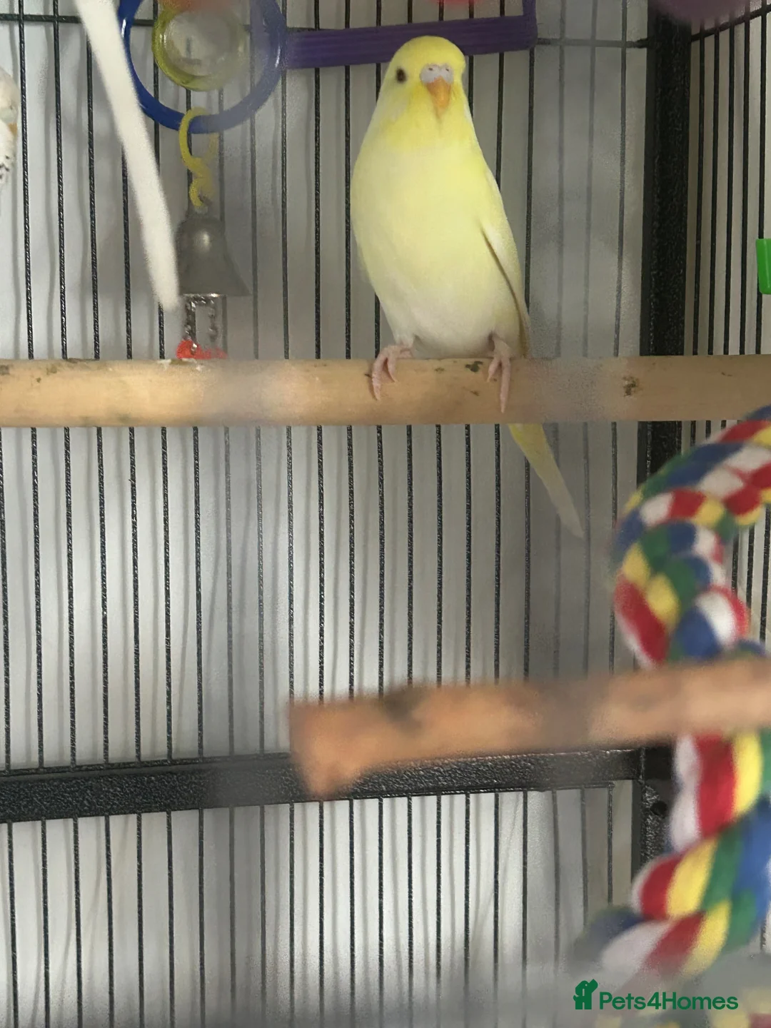 Budgerigars birds for sale: Baby budgies  - Advert 5