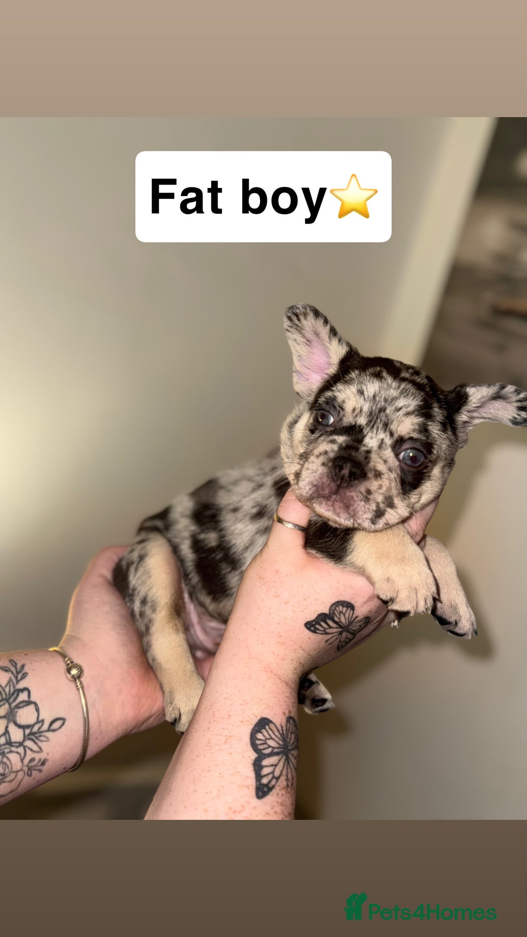 French Bulldog dogs for sale: Frenchie litter - Image 2