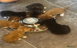 Mixed Breed cats for sale: Main coon mix kittens - Image 15