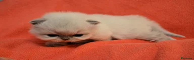 Colourpoint Girl Persian Kitten 3