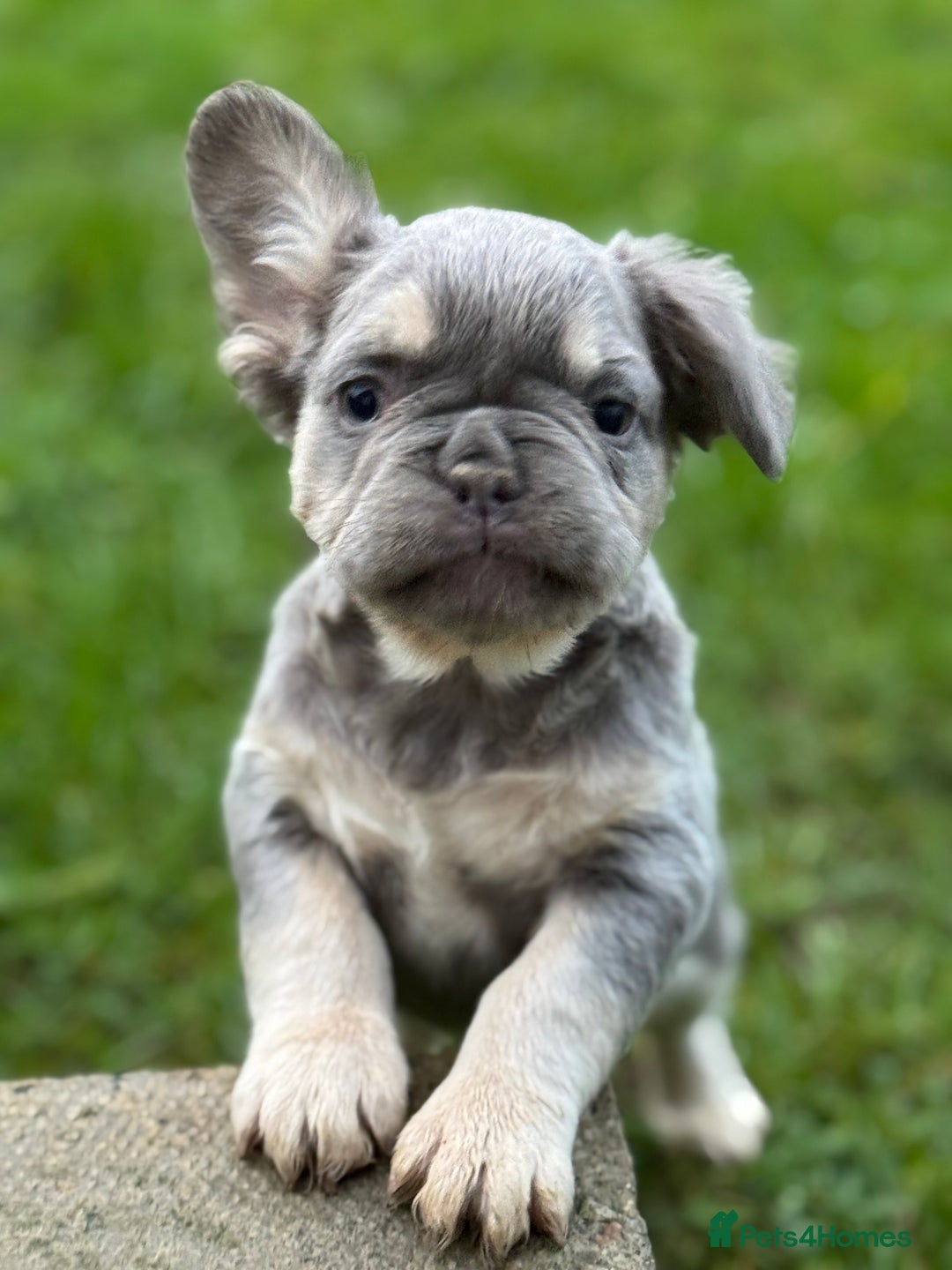 French Bulldog dogs for sale: French bulldog Pup  - Advert 2