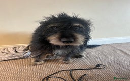 Cockapoo dogs for sale: Loving boy needs a home - Image 2
