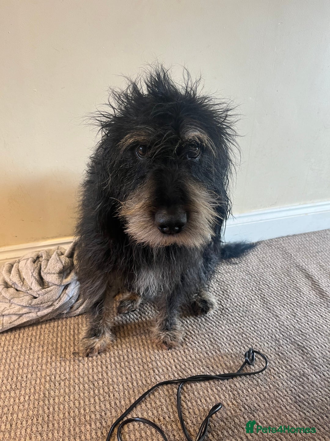 Cockapoo dogs for sale: Loving boy needs a home - Image 2