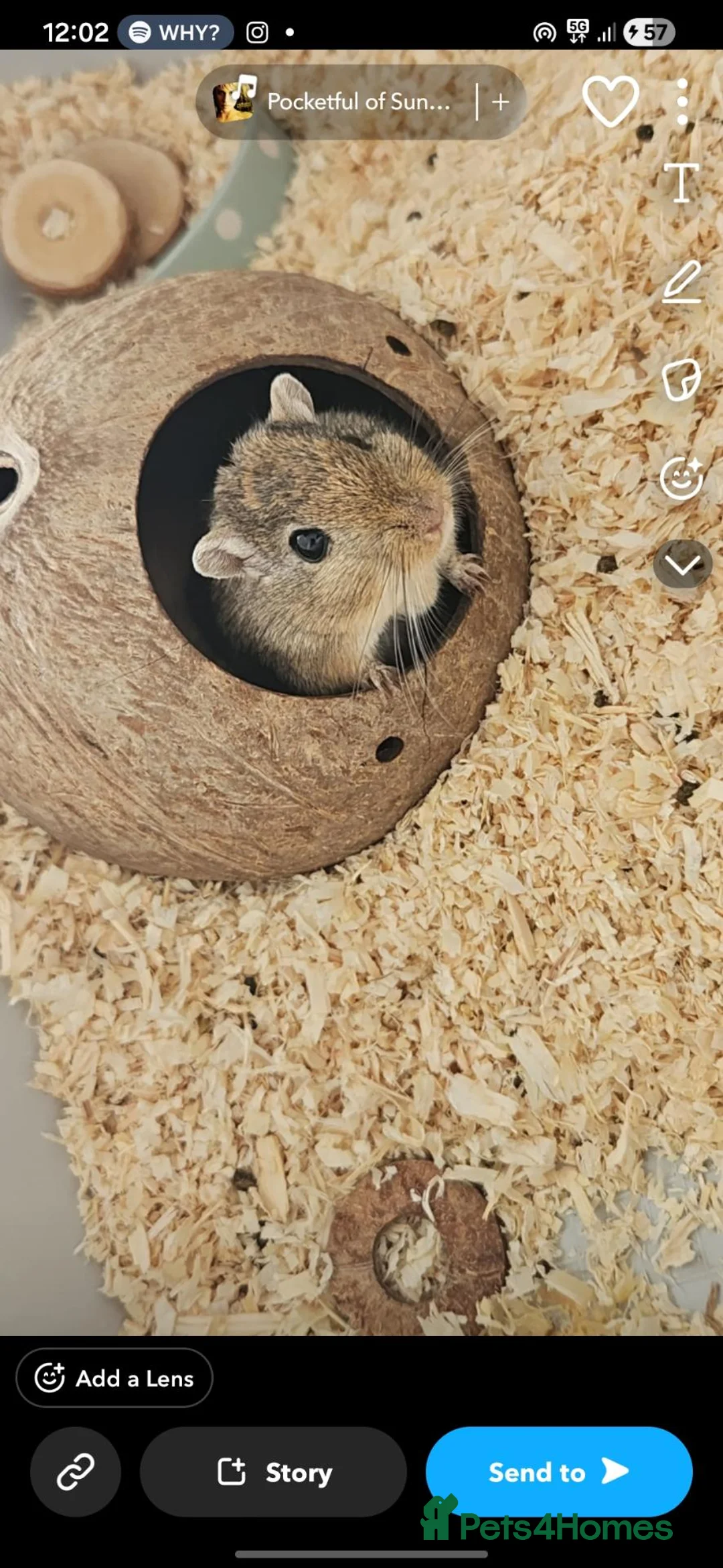 Gerbil rodents for sale: 3 male gerbils in Stockton-on-Tees - Advert 2