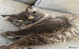 Persian cats for sale: Black Persian Gorgeous Boy  - Image 8