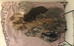 English Bulldog dogs for sale: KC Registered English Bulldogs - Image 1