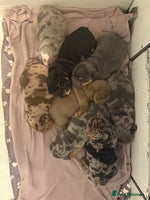 English Bulldog dogs - Advert 10