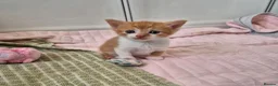 Mixed Breed cats for sale: Beautiful Playful Ginger & Tri-Colour Kittens 🐾 - Advert 3