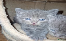 Scottish Fold cats for sale: Scottish fold kittens with straight ears - Advert 11