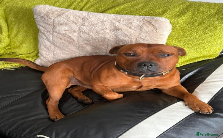 Staffordshire Bull Terrier dogs - Advert 1