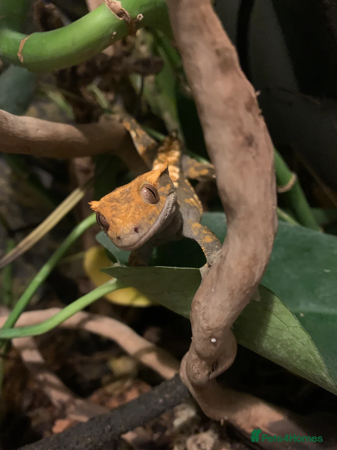 Gecko reptiles for sale: Crested Gecko for rehoming.  in Winchester - Advert 1