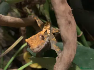 Gecko reptiles Crested Gecko for rehoming. - Advert 1