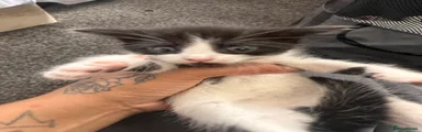 Domestic Shorthair 4