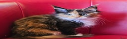Maine Coon cats for sale: Beautiful Maine Coons kittens - Advert 1