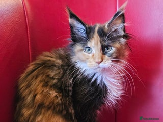 Maine Coon cats Beautiful Maine Coons kittens - Advert 1