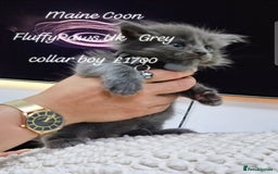 Maine Coon cats for sale: Maine Coons FluffyPaws.Uk  - Image 7