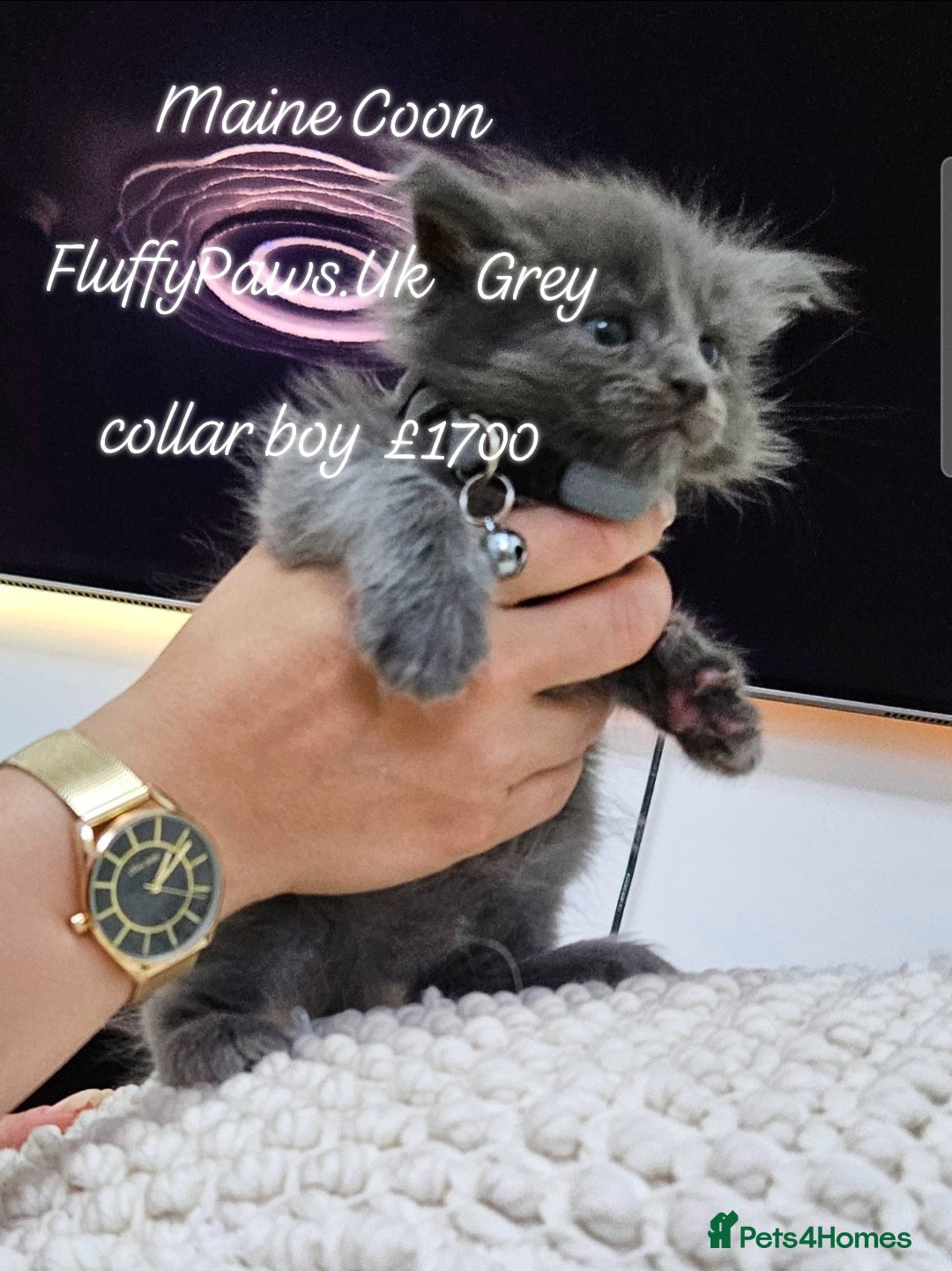 Maine Coon cats for sale: Maine Coons FluffyPaws.Uk  - Image 7