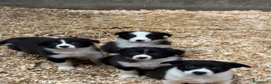 Border Collie Puppy 4