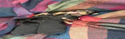Jack Russell dogs for sale: Small type black & tan smooth coated Jack Russell in Lampeter - Advert 3