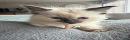 Ragdoll cats for sale: Beautiful ragdoll kittens ready now - Advert 13