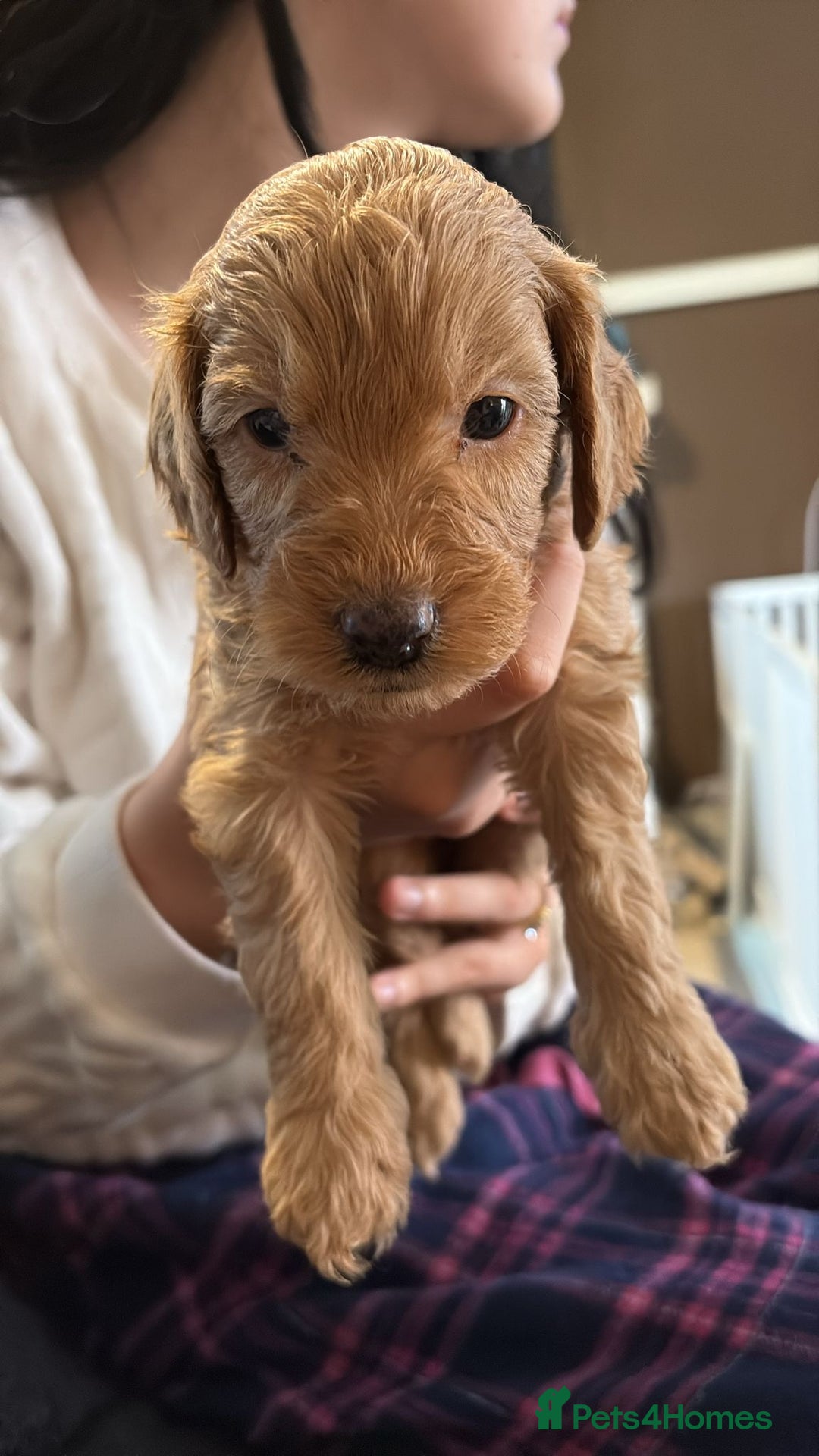 Cockapoo dogs for sale: F1bb mini cockapoo puppies  - Image 25