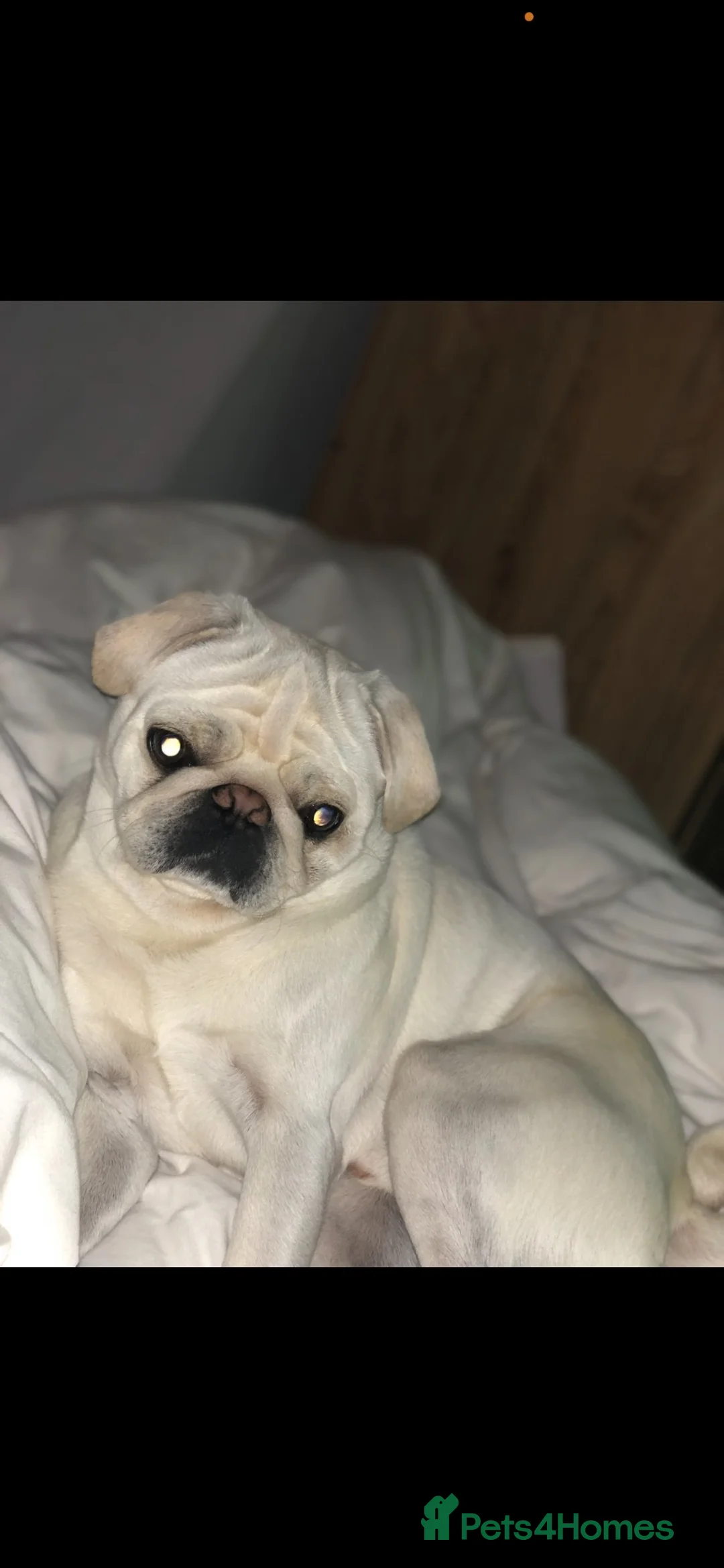 Pug dogs for sale: 6 year old pug - Advert 2