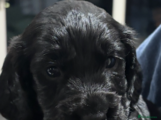 Cocker Spaniel dogs - Advert 26