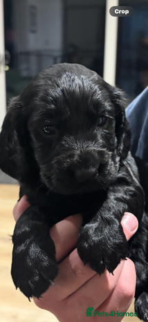 Cocker Spaniel dogs - Advert 16