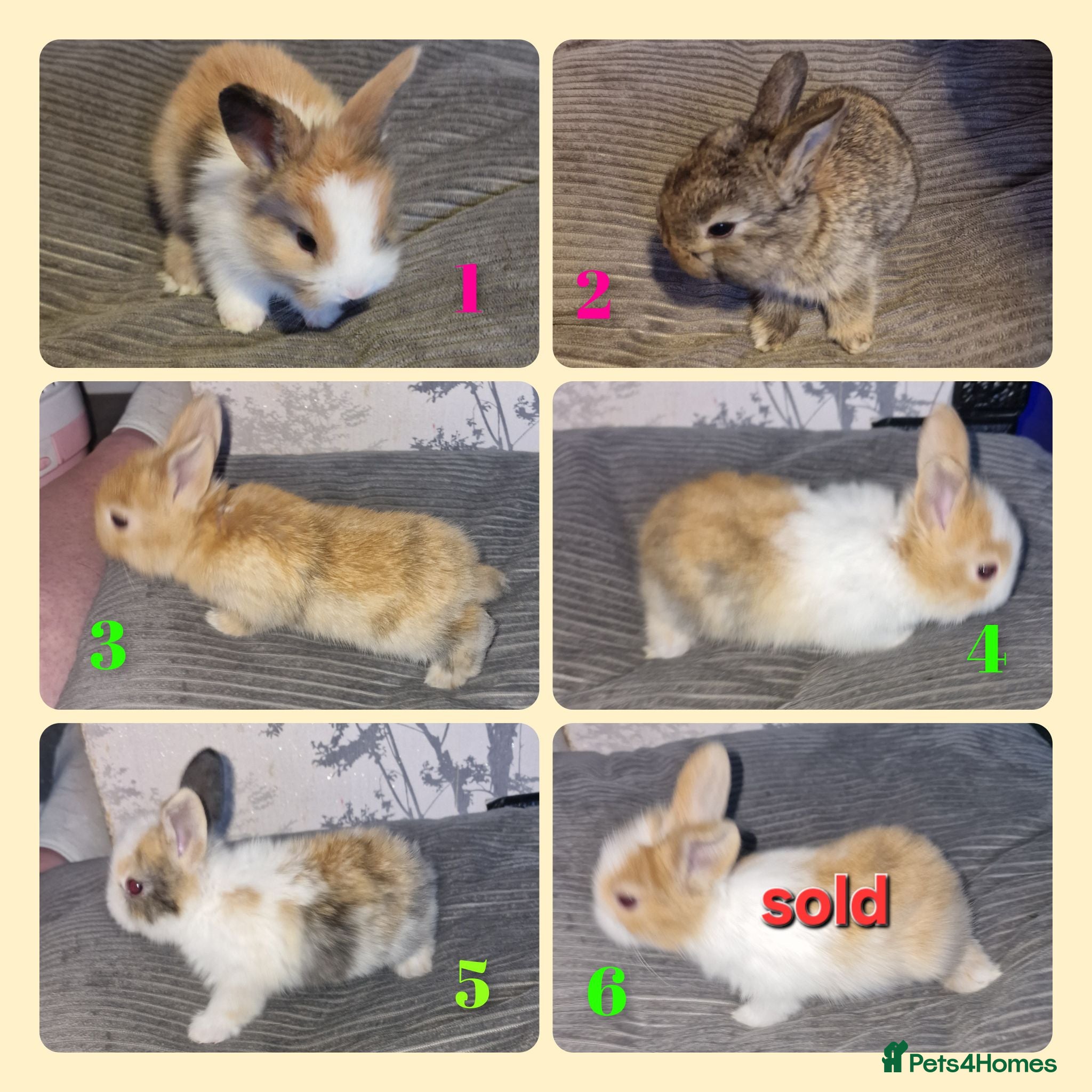 Mini Lion Lop rabbits Mini lion lops available now  - Advert 1