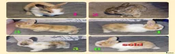 Mini Lion Lop rabbits for sale: Mini lion lops available now  - Advert 1