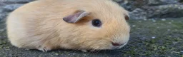 Guinea Pig rodents for sale: Male guinea pig - Advert 9