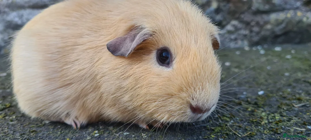 Guinea Pig rodents for sale: Male guinea pig - Advert 9