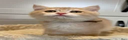 British Shorthair cats for sale: Lilac golden boy TICA reg  - Advert 8